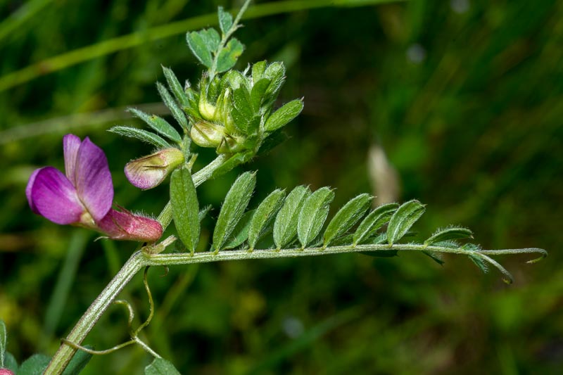 Vicia pannonica / Veccia ungherese